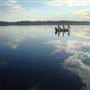 Lake Tarpon