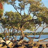 Sunset Beach - Tarpon Springs