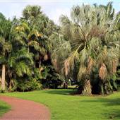 Gizella Kopsick Palm Arboretum