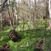 Largo Nature Preserve
