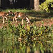 Brooker Creek Preserve