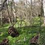 Largo Nature Preserve